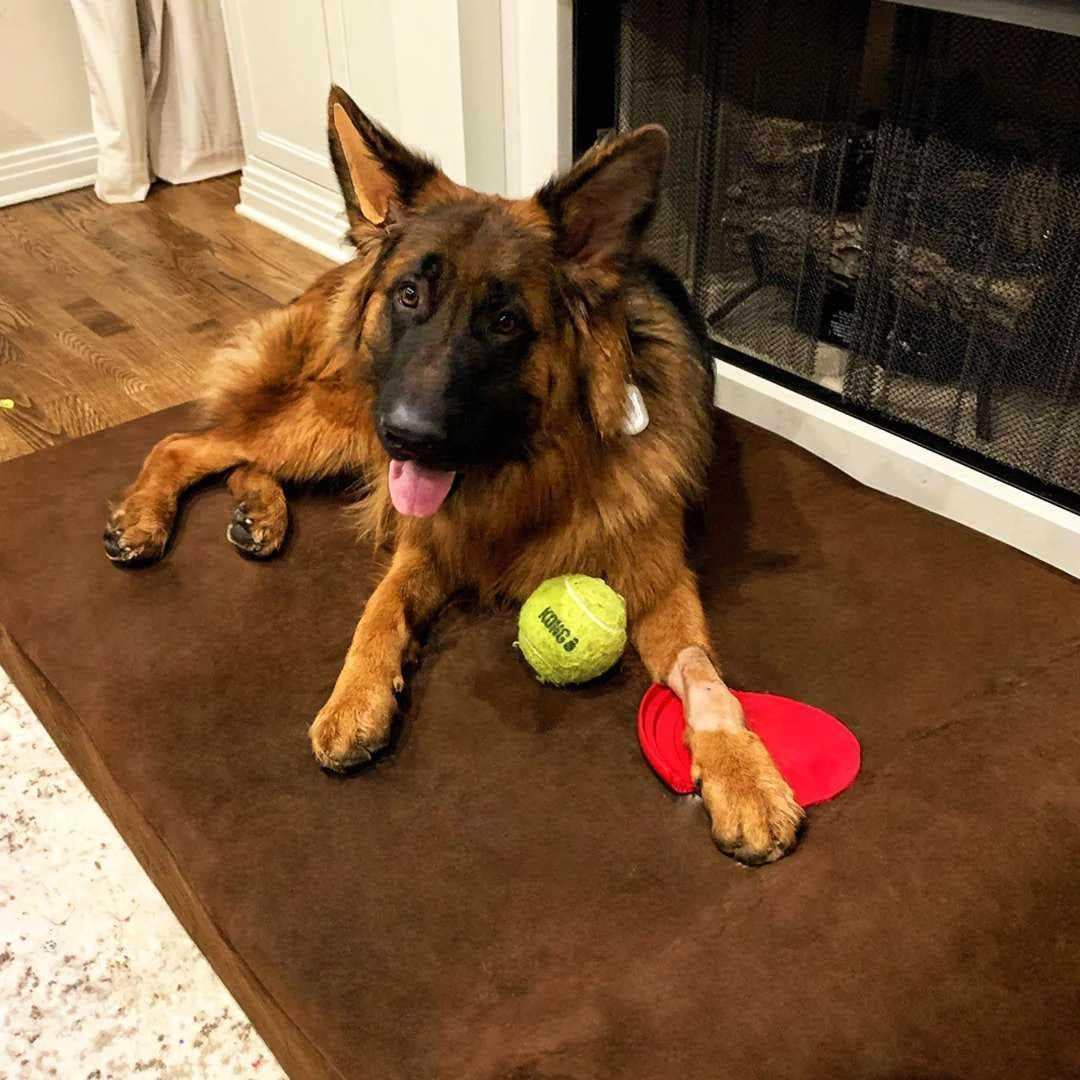 7" Pillow Top Orthopedic Dog Bed for Large and Extra Large Breed Dogs (Headrest Edition)